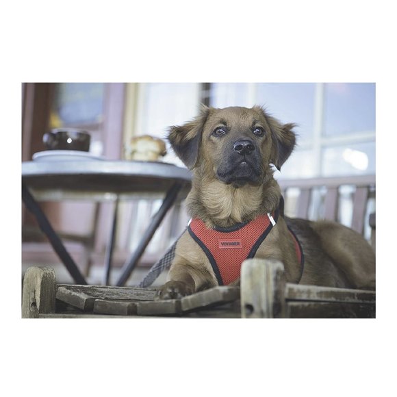 VOYAGE Step-In Dog Harness - Picture 4 of 10